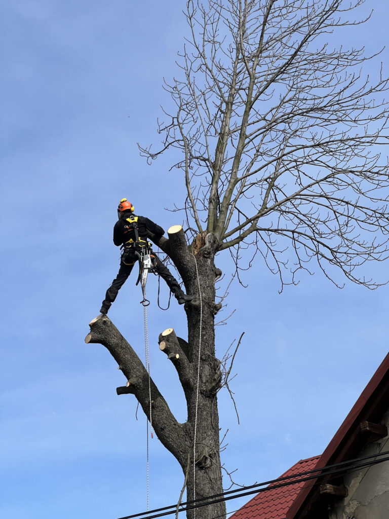 Pracownik firmy OLMEX wycina drzewo. Usługi Wysokościowe - Nysa, opolskie