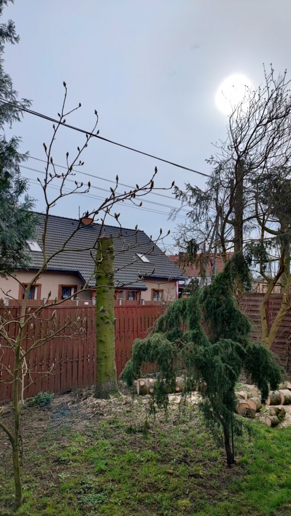  Wycinka Drzew - Grodków - Opolskie