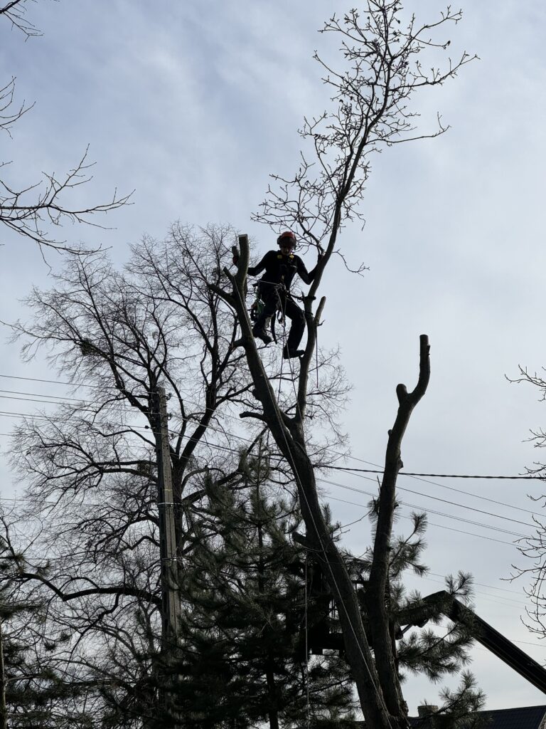 Pielęgnacja orzecha