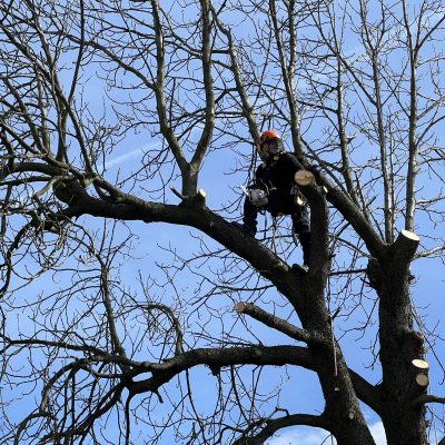 wycinka drzew usługi wysokościowe, wycinka drzew, pracownik wysokościowy, OLMEX