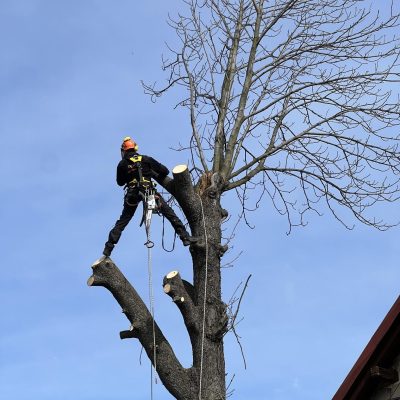Wycinka drzew Pracownik firmy OLMEX wycina drzewo. Usługi Wysokościowe - Nysa, opolskie
